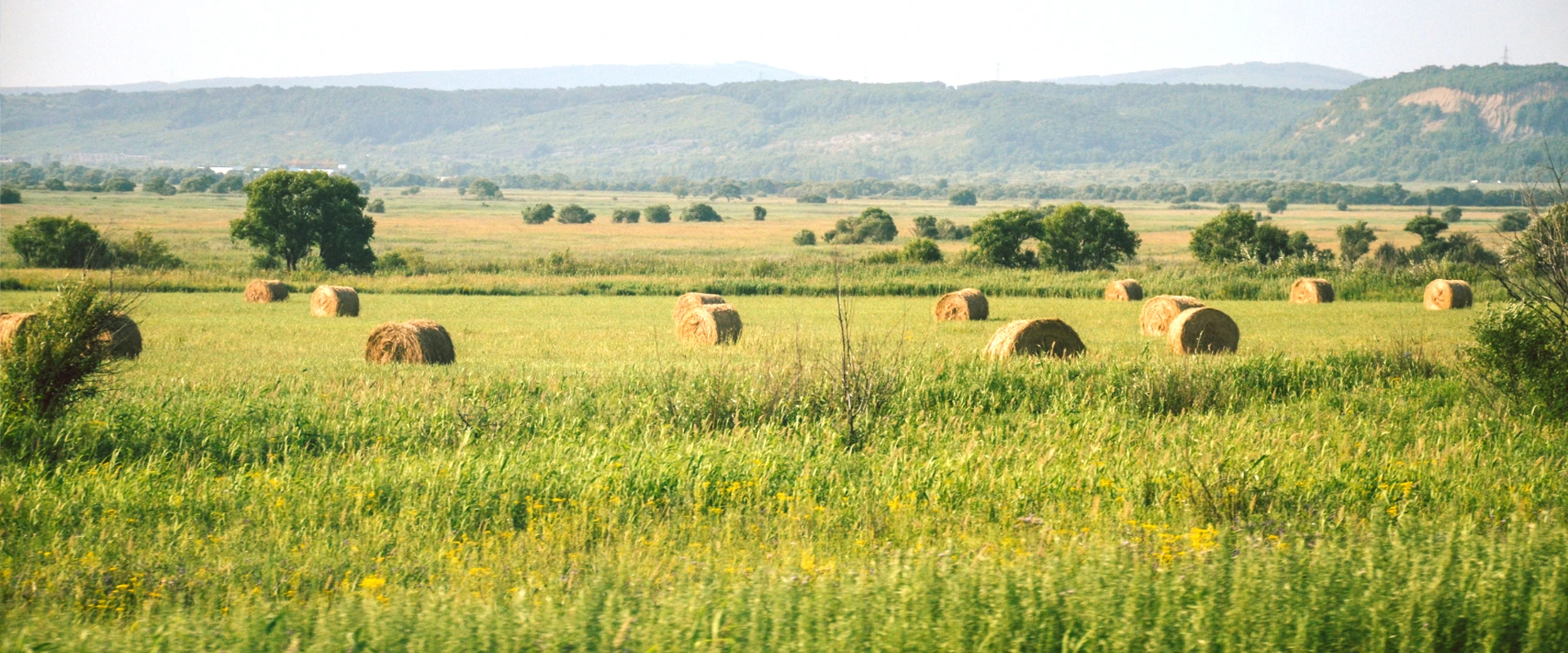 champ envahi par les mauvaises herbes et recouvert de bottes de paille